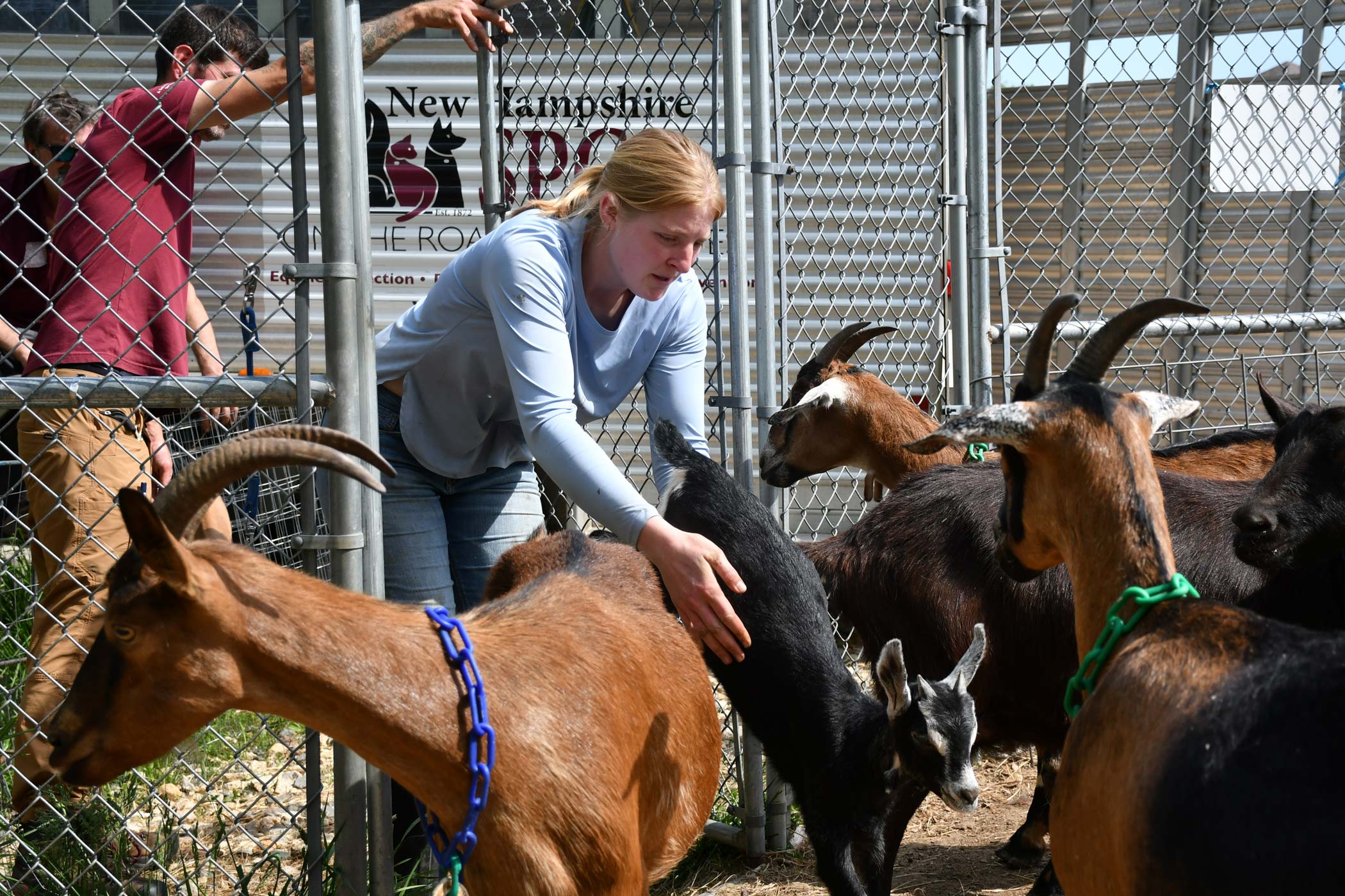 NHSPCA rescues 54 goats from 'extremely unhealthy conditions' at Lee farm