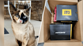 Utah couple accidentally ships pet cat to Riverside-based Amazon facility