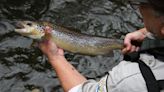 Michigan kills 31,000 Atlantic salmon after they catch disease at hatchery - WDET 101.9 FM