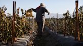 El calor récord aumentará el costo de las frutas y verduras