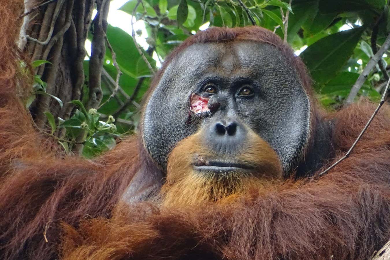 Orangutan is first non-human seen treating wounds with medicinal plant