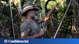 Los agricultores canarios ya no quieren recuperar la fruta que les roban (y tienen una buena razón)