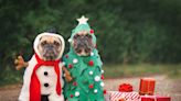 Keep your pets joyous this holiday season with these tips from the Potter League
