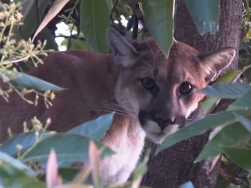 Mountain lion lurks in Woodland Hills tree. 'I thought I was the only cougar in this house'