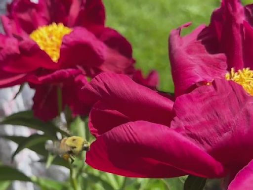 Historic peony garden in bloom at University of Michigan's campus in Ann Arbor. How to plan your visit