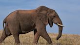 Zambia safari horror: Elephant pulls out tourist from vehicle, tramples her to death
