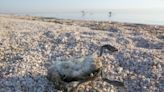 Dead and sick birds found on Goose Rocks Beach in Kennebunkport. What's the cause?