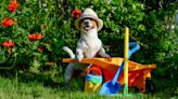 Planting for Pups: How To Create a Dog-safe Garden