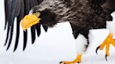 9 of the Largest Eagles in the World