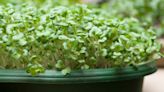Seeding microgreens simple work for at-home chefs