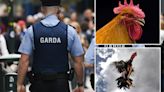 Cross border probe over illegal cock fight that left 15 roosters dead