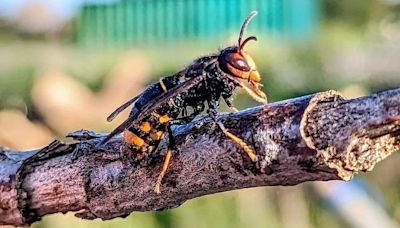 Asian hornets survive UK winter for first time, DNA testing shows