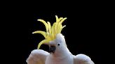 Cockatoo Enjoying the Rain at the Indianapolis Zoo Is a Breath of Fresh Air