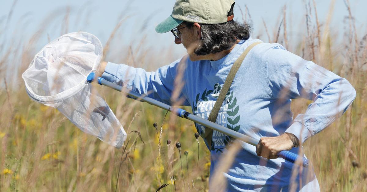 MONARCH TAGGING