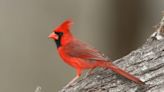 5 of the most colorful birds to see in SC this winter and how to attract them to your yard