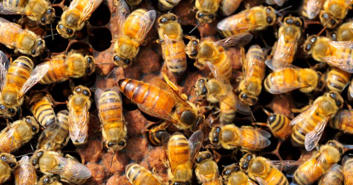 Family Shocked to Find 60,000 Bees Living In Their Walls