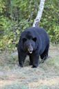 American black bear