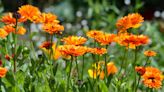 Best flowers to sow in the fall – 16 ornamentals to start now for next year