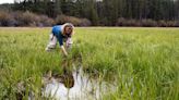 For Oregon spotted frogs in the Deschutes River, life finds a way