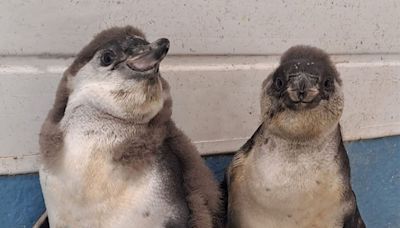 Keepers at Dudley Zoo need help naming adorable penguin chicks