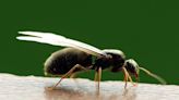 Why do flying ants all appear at once?
