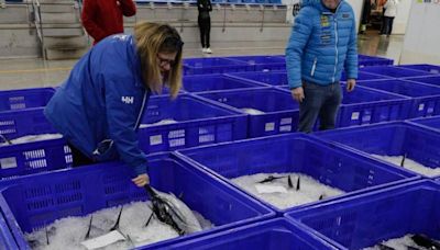 Lonja Gijón suma 563.000 kilos de bonito, con la costera incipiente