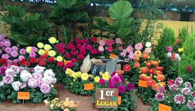 Inicia la 58ª exposición de la dalia, flor mexicana multicolor y símbolo popular