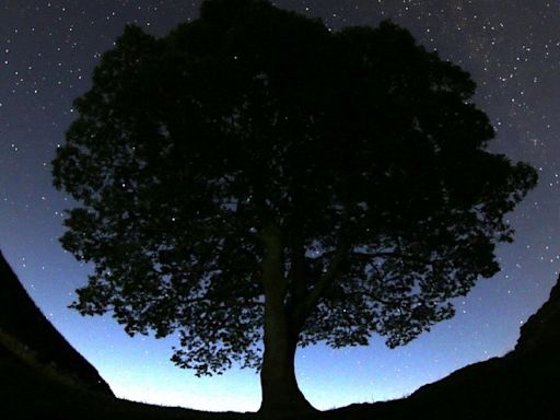 Two men charged with cutting down famous 150-year-old tree near Hadrian’s Wall