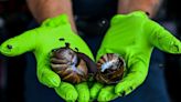 "Si ves uno, ni lo toques ni te lo comas": la advertencia en EEUU sobre los caracoles gigantes africanos