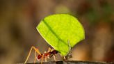 Video of Team of Ants Moving Leaves One by One Is Totally Captivating