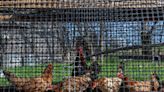 維州第三個農場爆發禽流感 感染源待查