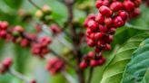 Café robusta sobe 2,71% na bolsa de Londres diante de clima incerto da Ásia