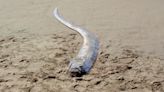 Divers in Taiwan Film Rare Encounter With Giant 'Doomsday Fish' Believed to Be a Harbinger of Earthquakes