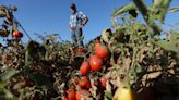 Thanks in part to climate change, vegetable prices have soared in the U.S.