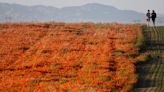 California’s Superbloom Is Visible from Outer Space: Ask NASA