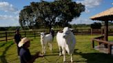 She's the world's most expensive cow, and part of Brazil's plan to put beef on everyone's plate