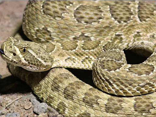 Northern Colorado home to rattlesnake 'mega-den,' and you can actually watch them