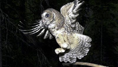 Federal effort to save spotted owl set to sacrifice hundreds of thousands of other owls