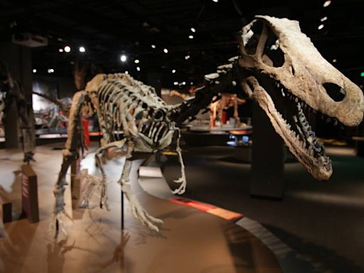 Meet the unusual dinosaurs at the new Discovery Place exhibit. Some assembly required