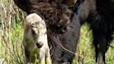 Why are people excited over the birth of a white bison in a US national park?