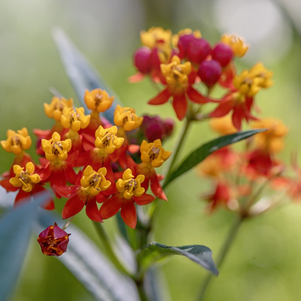 Is Tropical Milkweed Bad For Your Butterflies? What You Can Do