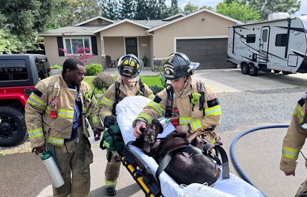 Sacramento firefighters save unconscious pup from house fire