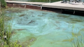 ‘Wrong direction’: Advocates urge action as blue-green algae found in Lake Simcoe