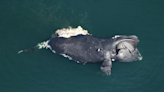 Endangered North Atlantic right whale found dead off Virginia Beach coast