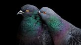 Pair of preening pigeons win National Audubon Society’s 2023 photo contest: See award winners