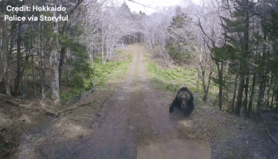 ‘It’s coming, oh my god’: Bear charges at van, smashes into windshield