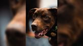 Florida K9, FDLE’s first ESD dog, dies after battle with cancer