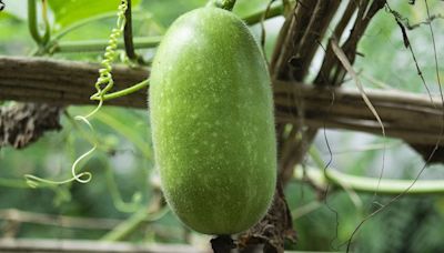 What Is The Best Way To Consume Ash Gourd? Nutritionist Weighs In