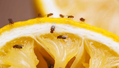 The Only Way To Get Rid of Fruit Flies, According to a Pest Control Expert