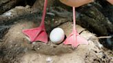 “Unlucky In Love” Flamingo Lays First-Ever Egg At 70 Years Old